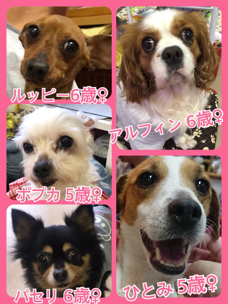 🐾今日の里親様募集中ワンコ🐶メンバーです🐾2019,3,27